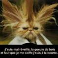 lol,c moi le matin